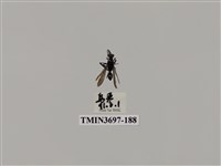 藏品(膜翅目(蜂))的圖片